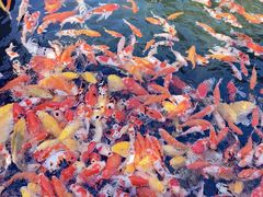 -灵福缘私房菜·农家菜(拈花湾·灵山大佛必推店)
