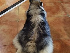 -more than meow吴止猫主题餐厅(承德 中船汇店)