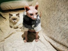 -藏猫猫咖啡主题馆(中央大道店)