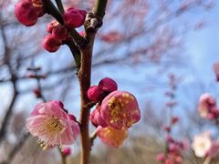 -无锡梅园公园