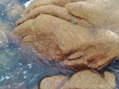 螃蟹-那琴半岛地质海洋公园