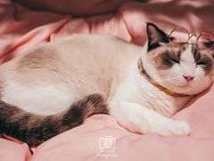 -绒爪撸猫下午茶·猫咖
