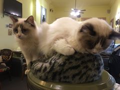 -猫色咖啡·猫咖
