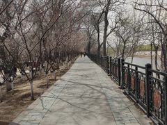 -桃花堤公园