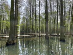 -渌洋湖湿地公园