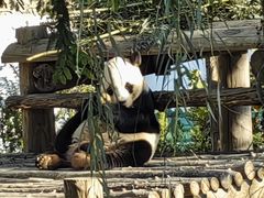 -西霞口神雕山野生动物世界