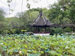 -上海醉白池公园