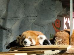 -Zoolung Zoolung动物主题公园(海信广场店)