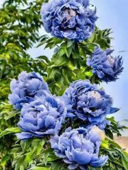 -产后帮产后修复(首城国际店)