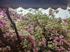 -深圳国际园林花卉博览园