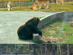 -上海野生动物园