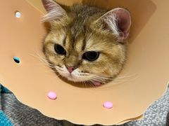 -伟伟宠物医院·CT影像中心·瑞派犬猫综合性门诊(汉口总院)