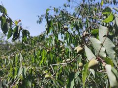 -北京上方山国家森林公园