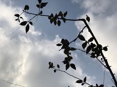 -田园小观园(武大店)
