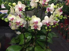 -双季花艺园艺市场(浦东店)