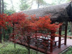 -铁山坪森林公园