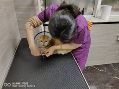 -宠颐生斯嘉宠物医院·急重症·心内科(谷阳北路分院)
