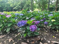 -上海鲜花港