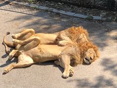 -大连森林动物园