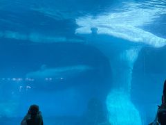 -海合安武汉极地海洋公园