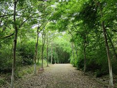 -上海海湾国家森林公园