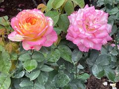 -人民公园(罗湖区)