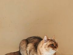 -滚猫咖啡·猫咖·猫友好撸猫(未来城店)
