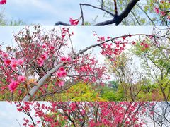 -深圳仙湖植物园