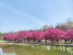 -石家庄市植物园