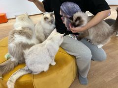 -1013 PET SHOP精品宠物商店(丁香店)