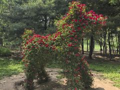 -大兴滨河森林公园