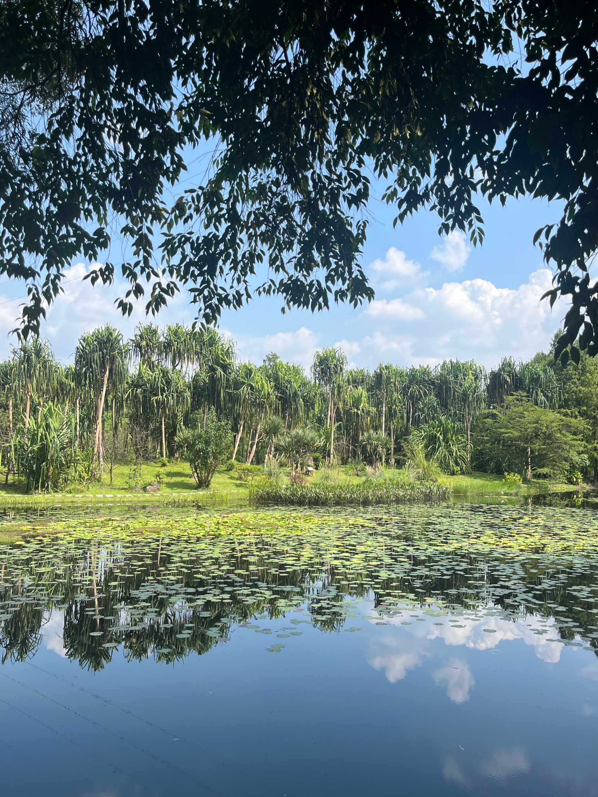游玩广州7515一定要去的华南植物园