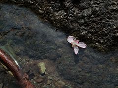 -国家植物园