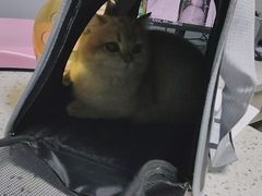 -半岛宠物医院24小时(科华中路店)