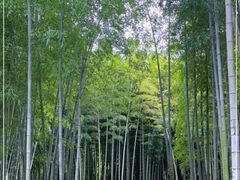 -树山生态村