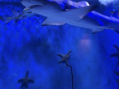 -太平洋海底世界