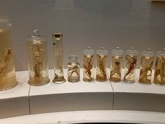 -广东中医药博物馆