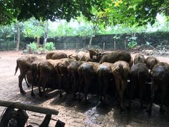 -海南热带野生动植物园