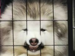-宠颐生宠物医院·骨外科·犬猫全科诊疗中心(池州店)
