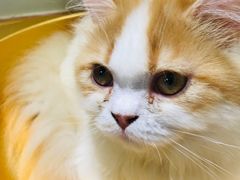 -猫和宫(六道口店)