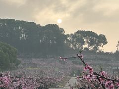 -桃花岛景观公园