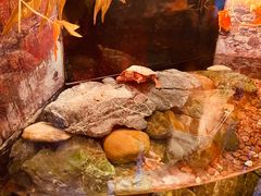 -上海海洋水族馆