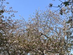 -东湖磨山景区樱花园-停车场