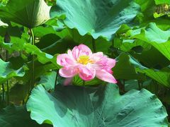 -陈家山荷花公园