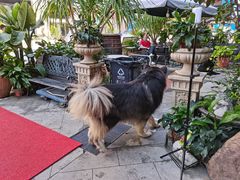 -more than meow吴止猫主题餐厅(承德 中船汇店)