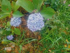 -紫颐香薰山谷景区