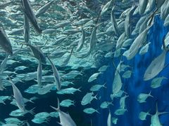 -上海海洋水族馆