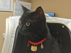 -瑞派康怡24h宠物医院·犬猫医疗中心·微创绝育(瑞景分院)