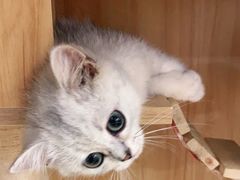 -袖虎宠物·金渐层缅因猫舍(灵芝店)
