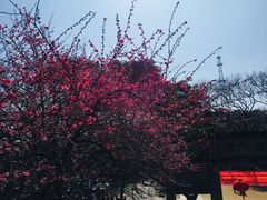 -青龙山公园